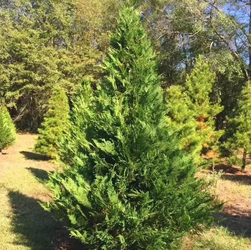 Murray Cypress Tree – Fast-Growing Evergreen Live Plant – 6-12" Tall in 2.5" Pot – Outdoor Privacy Screen - Image 1
