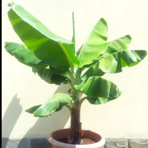 Musa 'Dwarf Cavendish' Banana Seeds - 10 Pcs Dwarf Fruit Plant Bonsai - Image 2