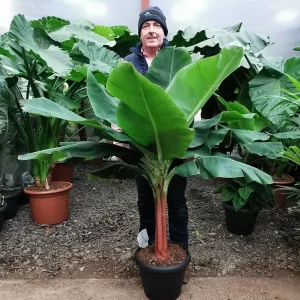 Musa 'Dwarf Cavendish' Banana Seeds - 10 Pcs Dwarf Fruit Plant Bonsai - Image 1