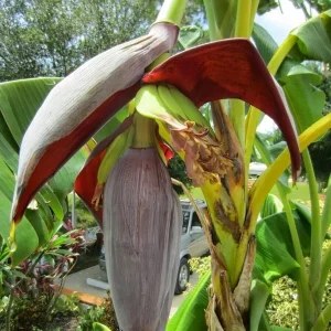 Musa 'Gran Nain' Banana Tree Seeds - 10 Count Pack for Indoor & Outdoor Growing - Image 1
