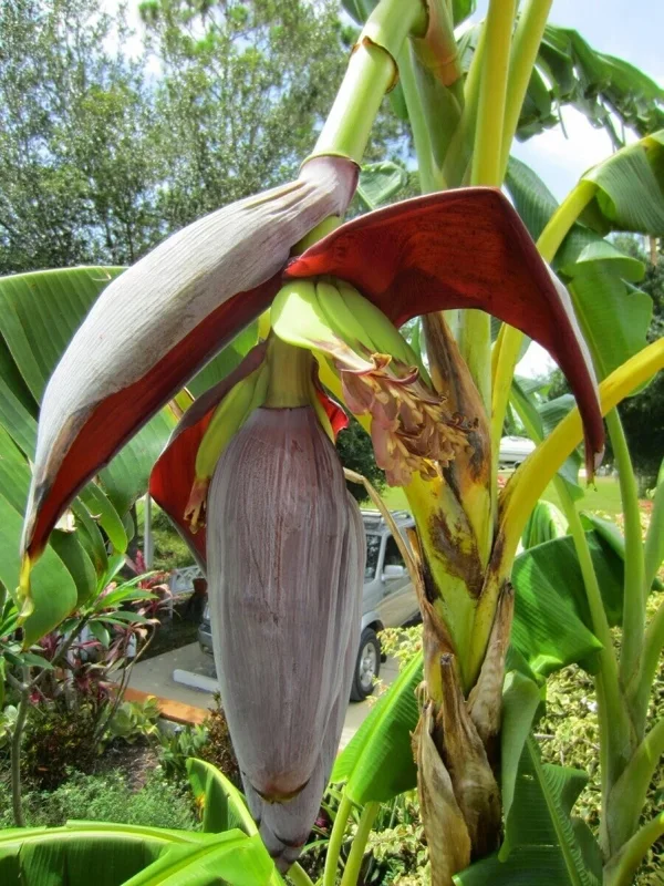Musa 'Gran Nain' Banana Tree Seeds - 10 Count Pack for Indoor & Outdoor Growing - Image 1