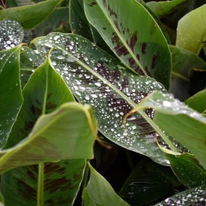 Musa 'Poquito' Banana Tree Live Plant - Compact Indoor/Outdoor Banana Plant, 4 inch pot - Image 1