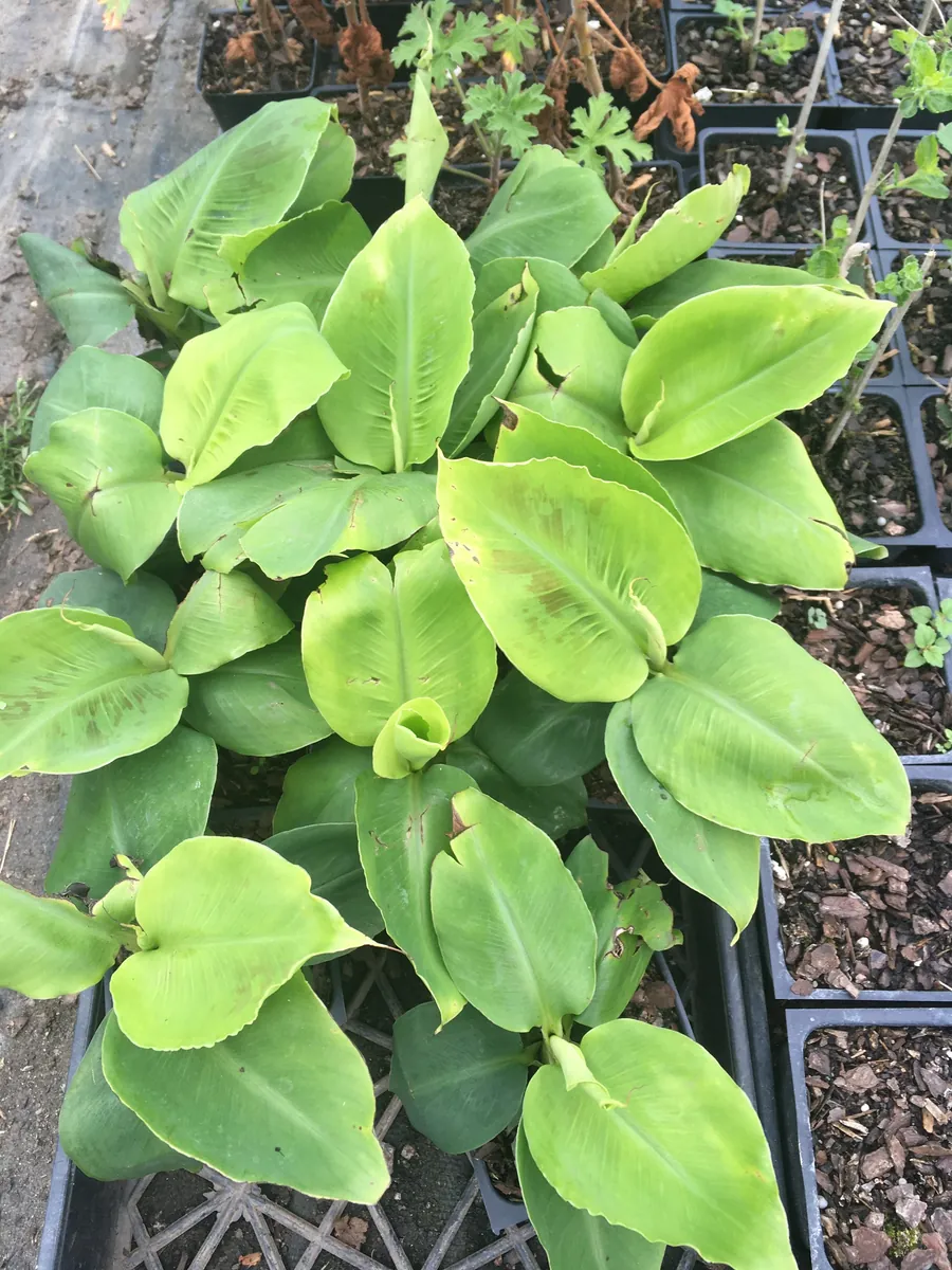 Musa 'Poquito' Banana Tree Live Plant - Compact Indoor/Outdoor Banana Plant, 4 inch pot - Image 4