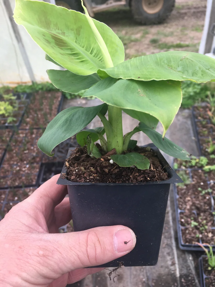 Musa 'Poquito' Banana Tree Live Plant - Compact Indoor/Outdoor Banana Plant, 4 inch pot - Image 5