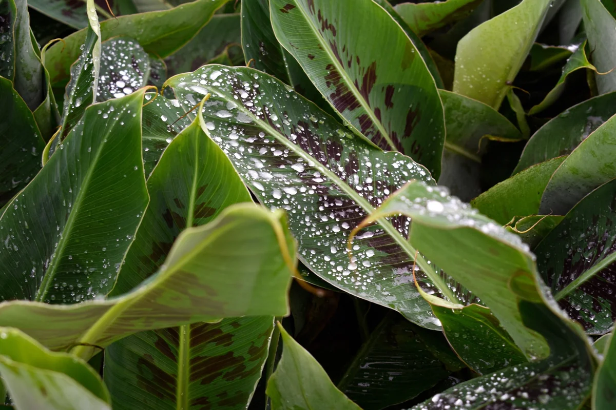 Musa 'Poquito' Banana Tree Live Plant - Compact Indoor/Outdoor Banana Plant, 4 inch pot - Image 1