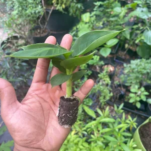 Musa Truly Tiny Banana Live Plant - Small Edible Dessert Variety - 2-4 ft - Image 4
