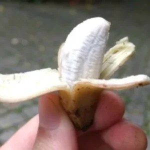 Musa Truly Tiny Banana Live Plant - Small Edible Dessert Variety - 2-4 ft - Image 6