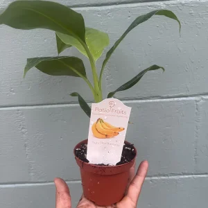 Musa Truly Tiny Banana Live Plant - Small Edible Dessert Variety - 2-4 ft - Image 7