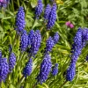 Muscari Armeniacum Bulbs - Blue Grape Hyacinth Bulbs - Deer Resistant, 6-8" Tall - Image 1