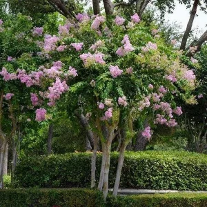 Muskogee Lavender Crape Myrtle Live Plant - Lagerstroemia Indica - Quart Pot - Image 2