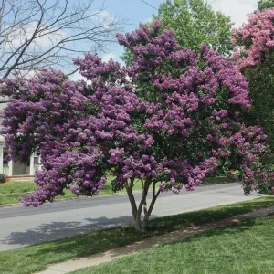 Muskogee Lavender Crape Myrtle Live Plant - Lagerstroemia Indica - Quart Pot - Image 3
