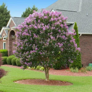 Muskogee Lavender Crape Myrtle Live Plant - Lagerstroemia Indica - Quart Pot - Image 1