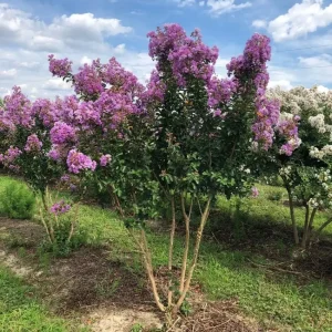 Muskogee Lavender Crape Myrtle Live Plant - Lagerstroemia Indica - Quart Pot - Image 5