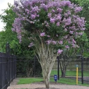 Muskogee Lavender Crape Myrtle Live Plant - Lagerstroemia Indica - Quart Pot - Image 6