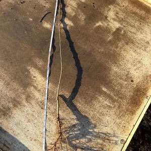 Mutsu Apple Tree Bareroot - 2-3 ft Tall - Crispin Apple for Baking - Image 4