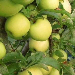 Mutsu (Crispin) Apple Grafted Fruit Tree Bare-root – Outdoor Orchard Plant - Image 2