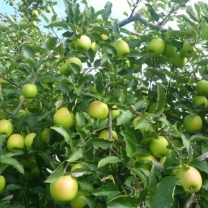 Mutsu (Crispin) Apple Grafted Fruit Tree Bare-root – Outdoor Orchard Plant - Image 1