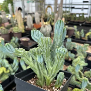 Myrtillocactus Geometrizans Crested Fred Cactus Live Plant – 5 Inch Pot – Indoor Cactus - Image 2