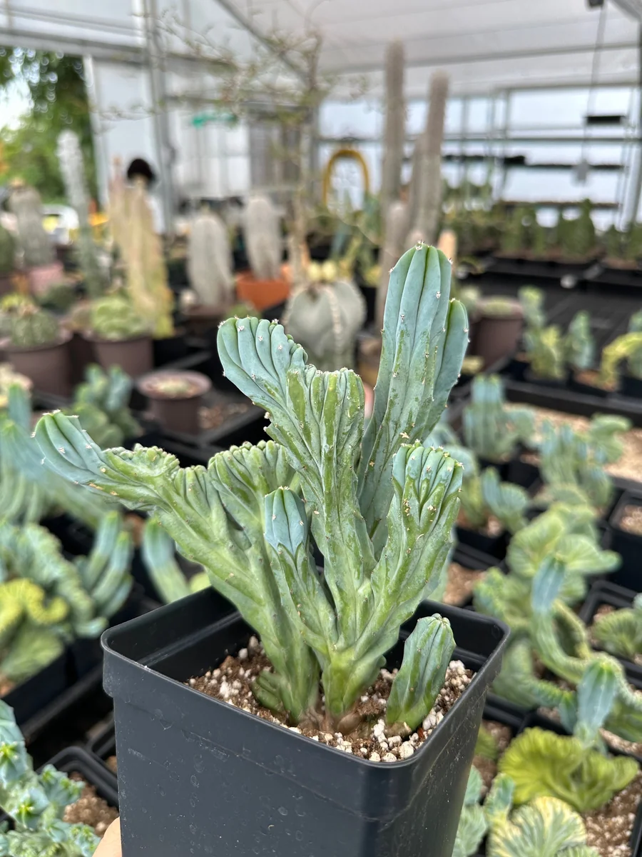 Myrtillocactus Geometrizans Crested Fred Cactus Live Plant – 5 Inch Pot – Indoor Cactus - Image 2