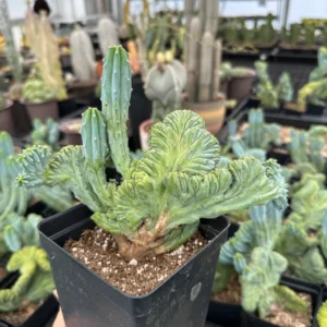 Myrtillocactus Geometrizans Crested Fred Cactus Live Plant – 5 Inch Pot – Indoor Cactus - Image 3