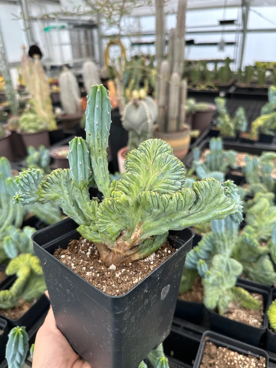 Myrtillocactus Geometrizans Crested Fred Cactus Live Plant – 5 Inch Pot – Indoor Cactus - Image 3