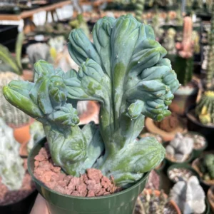 Myrtillocactus Geometrizans Crested Fred Cactus Live Plant – 5 Inch Pot – Indoor Cactus - Image 1