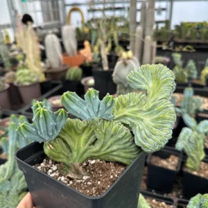 Myrtillocactus Geometrizans Crested Fred Cactus Live Plant – 5 Inch Pot – Indoor Cactus - Image 4