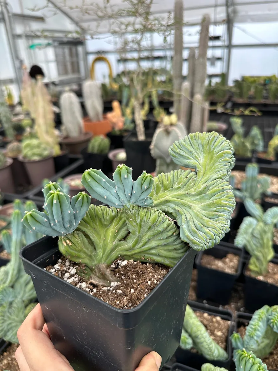 Myrtillocactus Geometrizans Crested Fred Cactus Live Plant – 5 Inch Pot – Indoor Cactus - Image 4