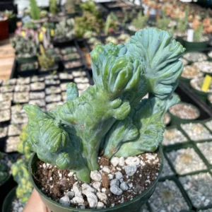 Myrtillocactus Geometrizans Crested Fred Cactus Live Plant – 5 Inch Pot – Indoor Cactus - Image 5