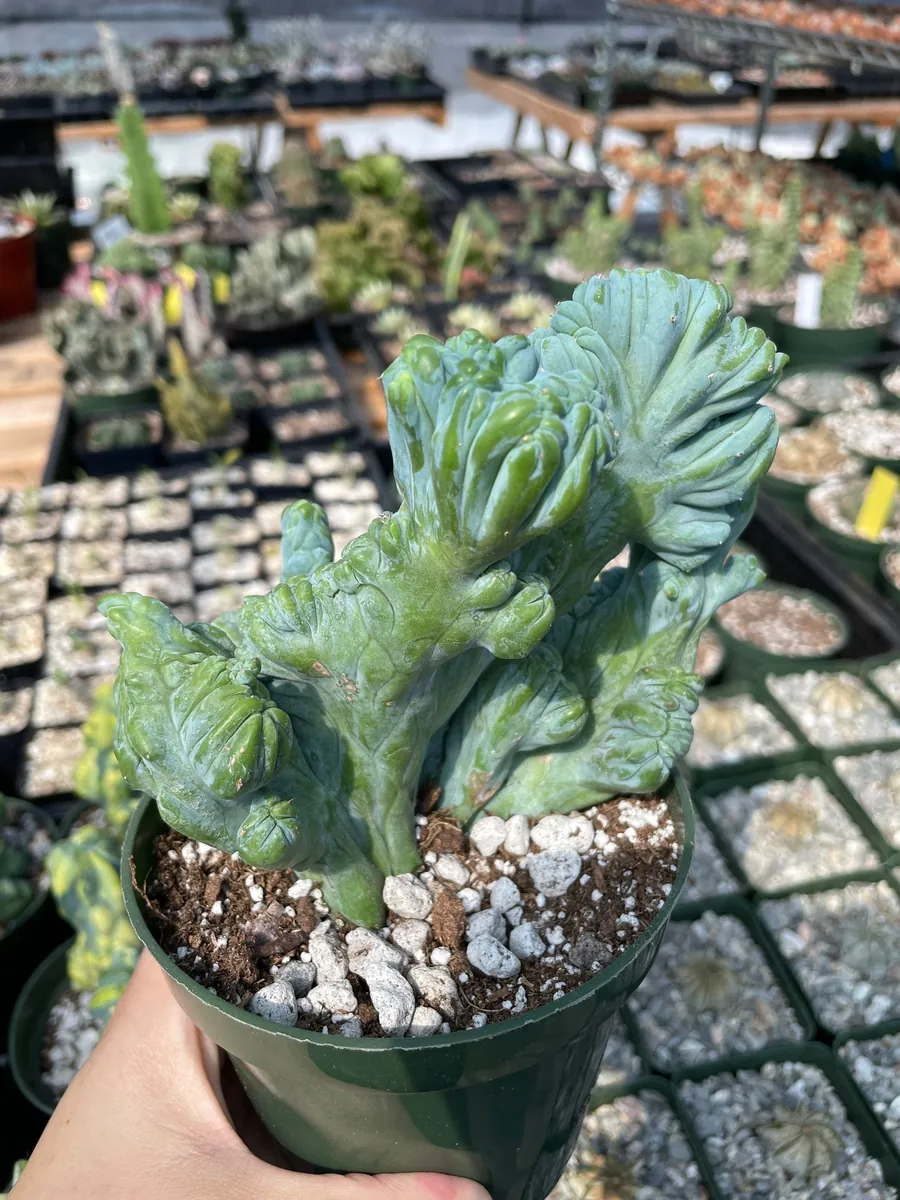 Myrtillocactus Geometrizans Crested Fred Cactus Live Plant – 5 Inch Pot – Indoor Cactus - Image 5