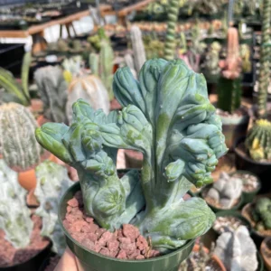 Myrtillocactus Geometrizans Crested Fred Cactus Live Plant – 5 Inch Pot – Indoor Cactus - Image 6