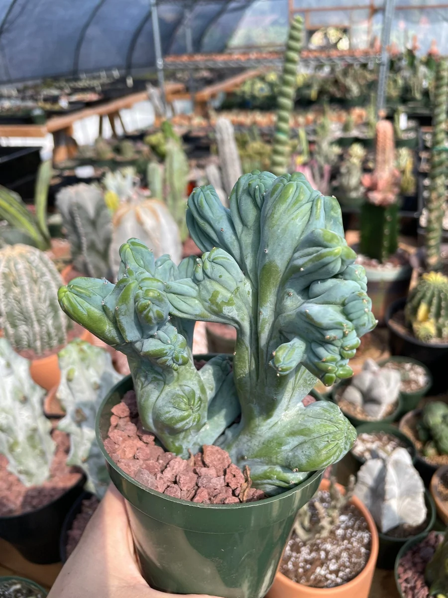 Myrtillocactus Geometrizans Crested Fred Cactus Live Plant – 5 Inch Pot – Indoor Cactus - Image 6