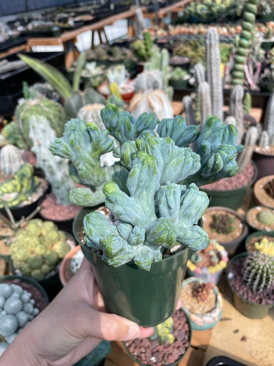 Myrtillocactus Geometrizans Crested Fred Cactus Live Plant – 5 Inch Pot – Indoor Cactus - Image 7