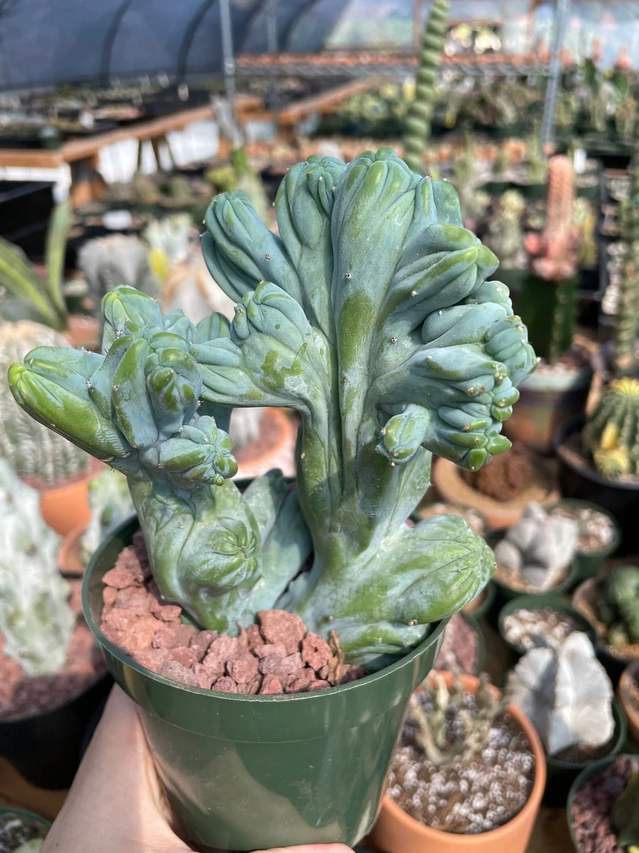 Myrtillocactus Geometrizans Crested Fred Cactus Live Plant – 5 Inch Pot – Indoor Cactus - Image 1