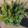 Myrtus Communis Compacta Live Plant – Dwarf Myrtle Shrub – 1 ft Tall in 1 Gallon Pot – Outdoor - Image 1