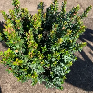 Myrtus Communis Compacta Live Plant – Dwarf Myrtle Shrub – 1 ft Tall in 1 Gallon Pot – Outdoor - Image 1