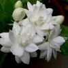 Mysore Malli Jasmine Live Plant - Fragrant Flower, Half Gallon Pot - Image 1