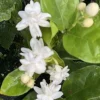 Mysore Mulli Jasmine Live Plant – Fragrant White Flowers – 4 Inch Pot - Image 1