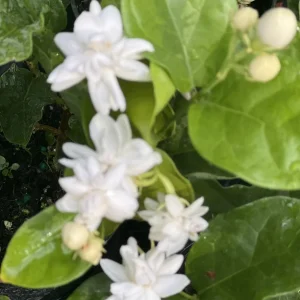 Mysore Mulli Jasmine Live Plant – Fragrant White Flowers – 4 Inch Pot - Image 1