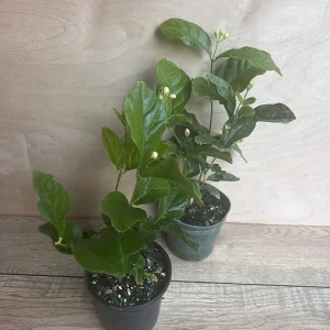 Mysore Mulli Jasmine Live Plant – Fragrant White Flowers – 4 Inch Pot - Image 4