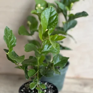 Mysore Mulli Jasmine Live Plant – Fragrant White Flowers – 4 Inch Pot - Image 5