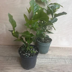 Mysore Mulli Jasmine Live Plant – Fragrant White Flowers – 4 Inch Pot - Image 6