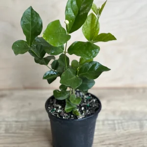 Mysore Mulli Jasmine Live Plant – Fragrant White Flowers – 4 Inch Pot - Image 7