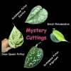 Mystery House Plant Cuttings Bundle - Unrooted Clippings for Propagation - Assorted Indoor Plants - Image 1