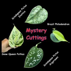 Mystery House Plant Cuttings Bundle - Unrooted Easy Care Indoor Plant Clippings for Propagation - Image 2