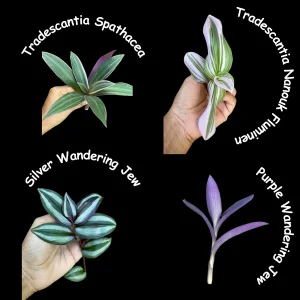 Mystery House Plant Cuttings Bundle - Unrooted Easy Care Indoor Plant Clippings for Propagation - Image 4