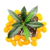Nagami Kumquat Seedlings - 3-4 inch Live Citrus Plant for Indoor/Outdoor Growing - Image 1