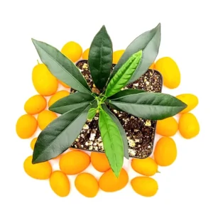 Nagami Kumquat Seedlings - 3-4 inch Live Citrus Plant for Indoor/Outdoor Growing - Image 1