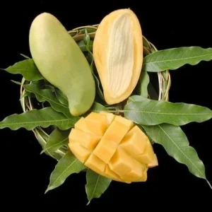 Nam Doc Mai Mango Tree - 1 to 2 Feet Tall Live Plant in 3 Gal Pot - Thai Green Sweet Mango - Image 1