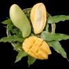 Nam Doc Mai Mango Tree - Live Plant, 3 ft Tall, Grafted, in 3 Gallon Pot - Image 1